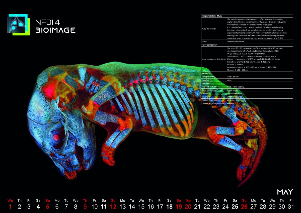 calendar image May 2024 of FLIM of a rat embryo