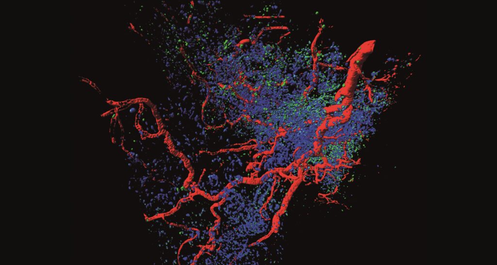 Complex network of branching structures resembling vessels in shades of red, blue, and green.