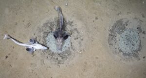 Two fish lying on sandy seabed.