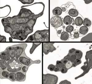 Four grayscale images of cells arranged in a grid.